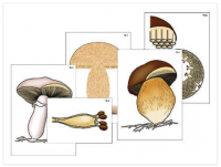 Модель-аппликация "Размножение шляпочного гриба" (ламинированная)