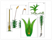 Модель-аппликация "Размножение мха" (ламинированная)